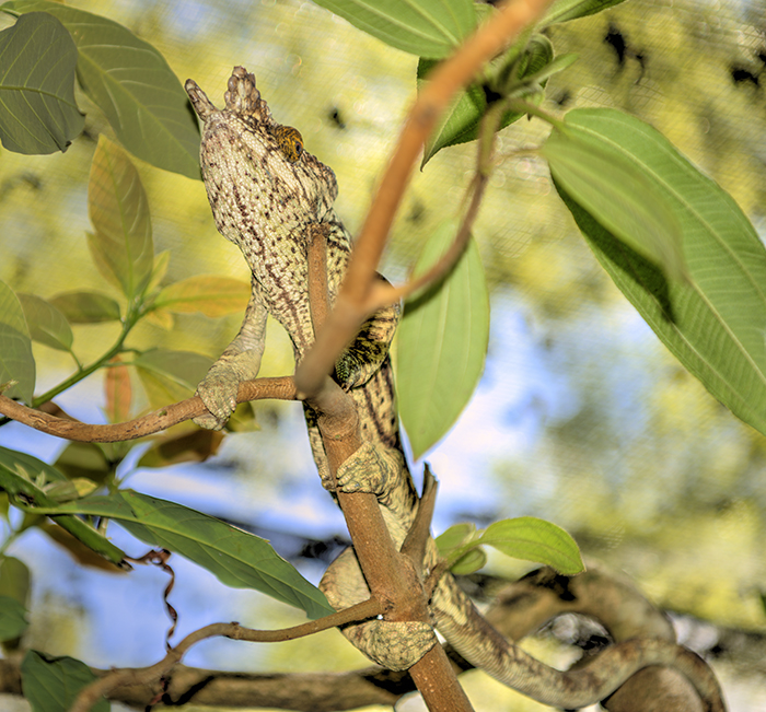 Male Pontera chameleon